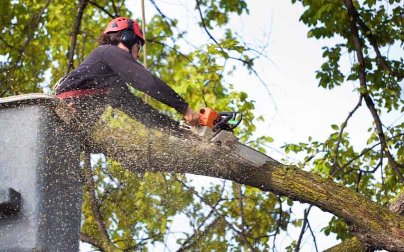 Tree Removal Services in Carlsbad