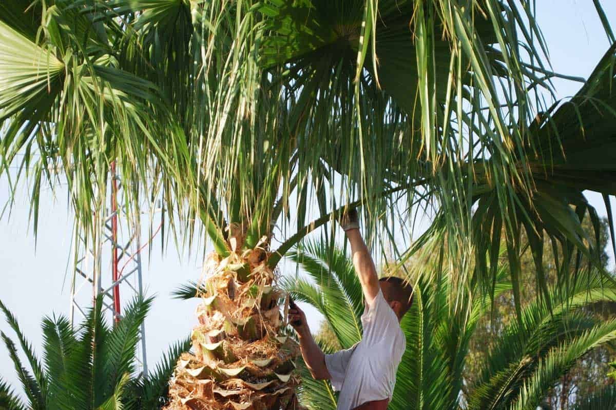 a man is cutting a palm tree with a pair of scissors .