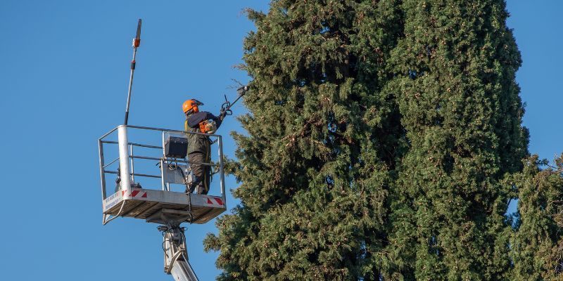 Hazardous Tree Pruning Service in Menifee