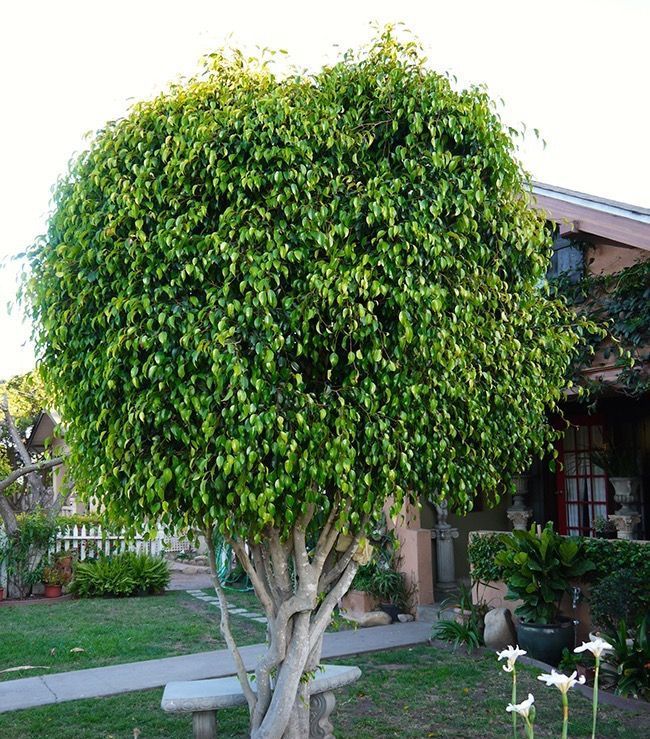 a tree with lots of green leaves is in front of a house