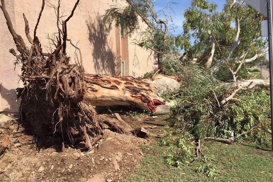a large tree stump is laying on the ground in front of a building .