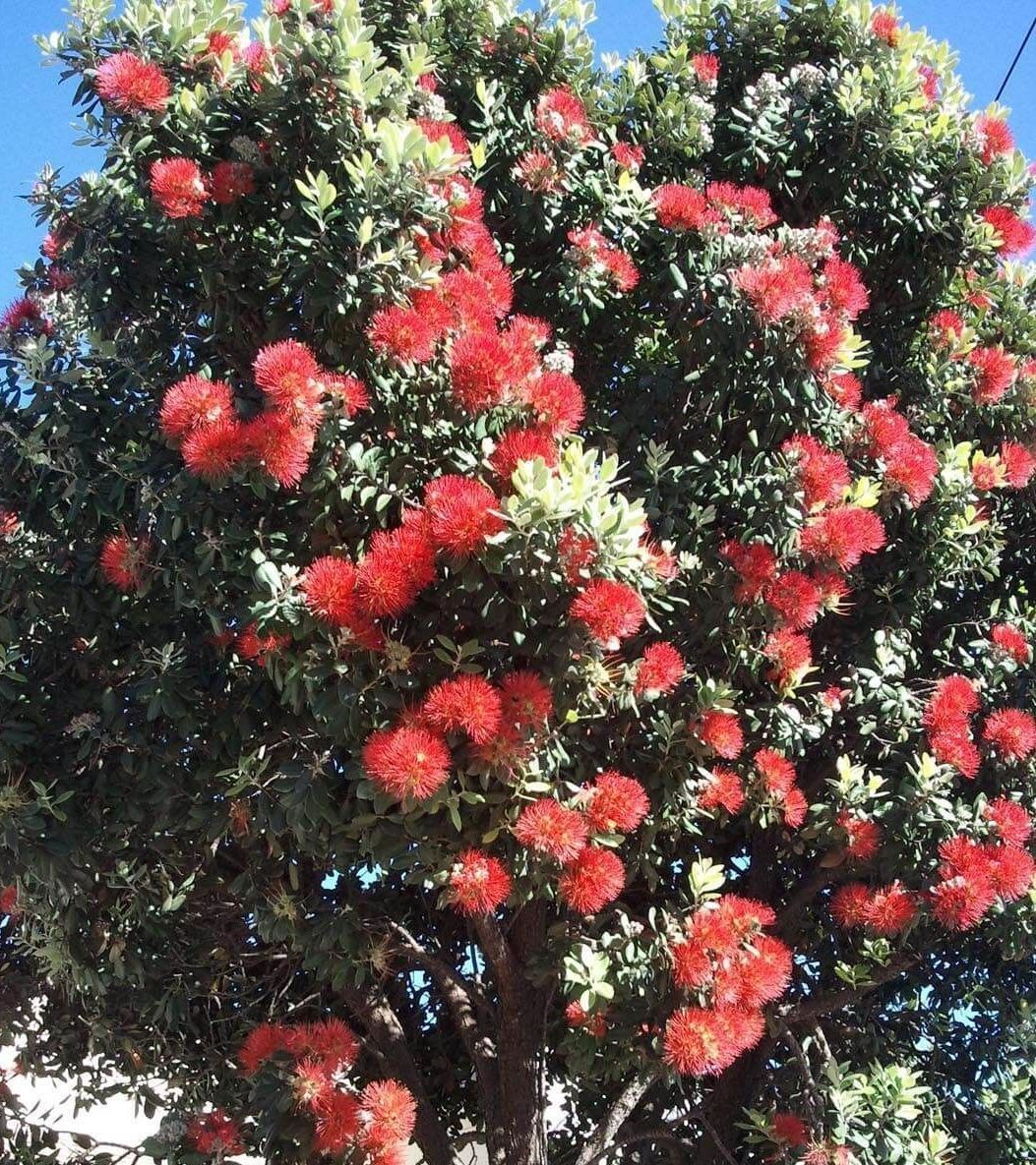 a tree with lots of red flowers and green leaves