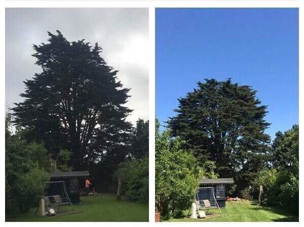 a before and after picture of a tree being cut down .