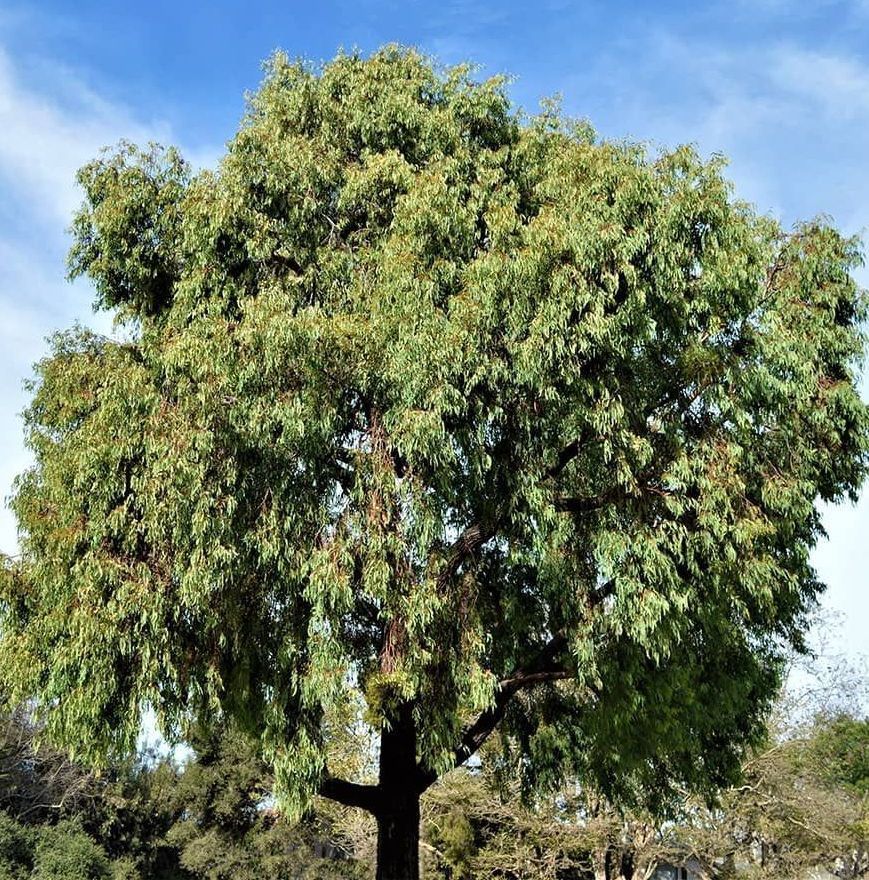 a large tree with lots of leaves against a blue sky