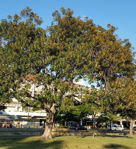a large tree in a park with a building in the background