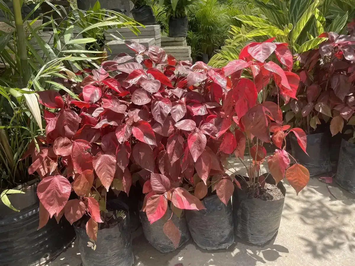 Un montón de plantas en macetas con hojas rojas están sentadas en el suelo.