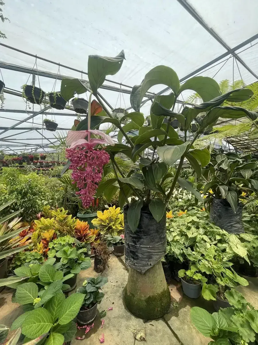 Un invernadero lleno de muchas plantas y flores.