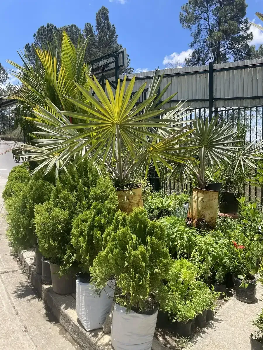 Un montón de plantas en macetas están al costado de la carretera.