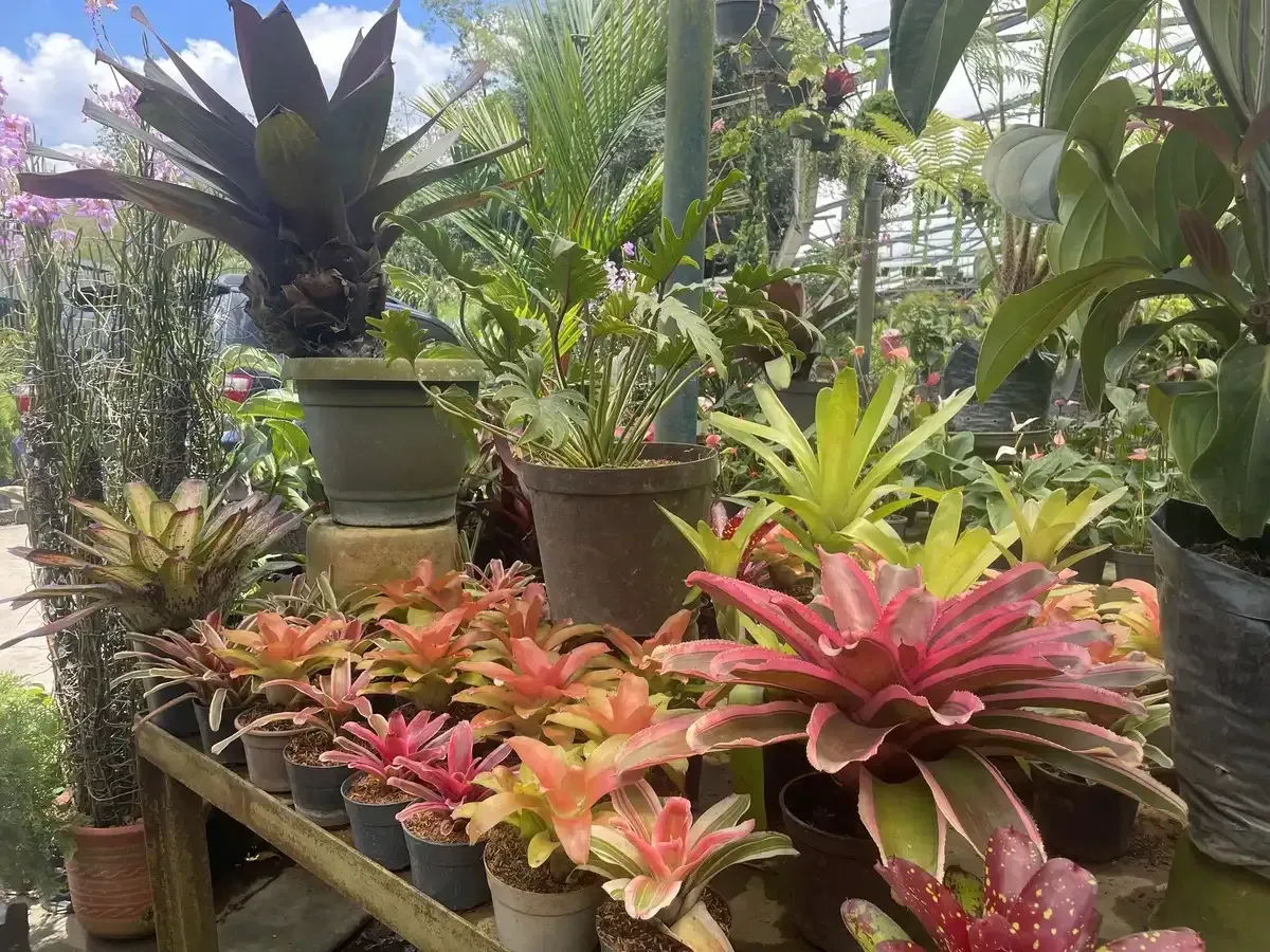 Un montón de plantas en macetas están sobre una mesa.