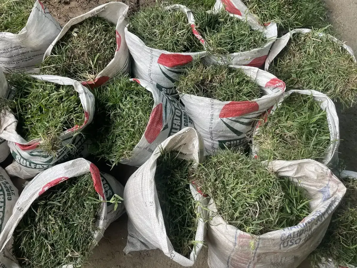 Un montón de bolsas llenas de hierba verde están tiradas en el suelo.