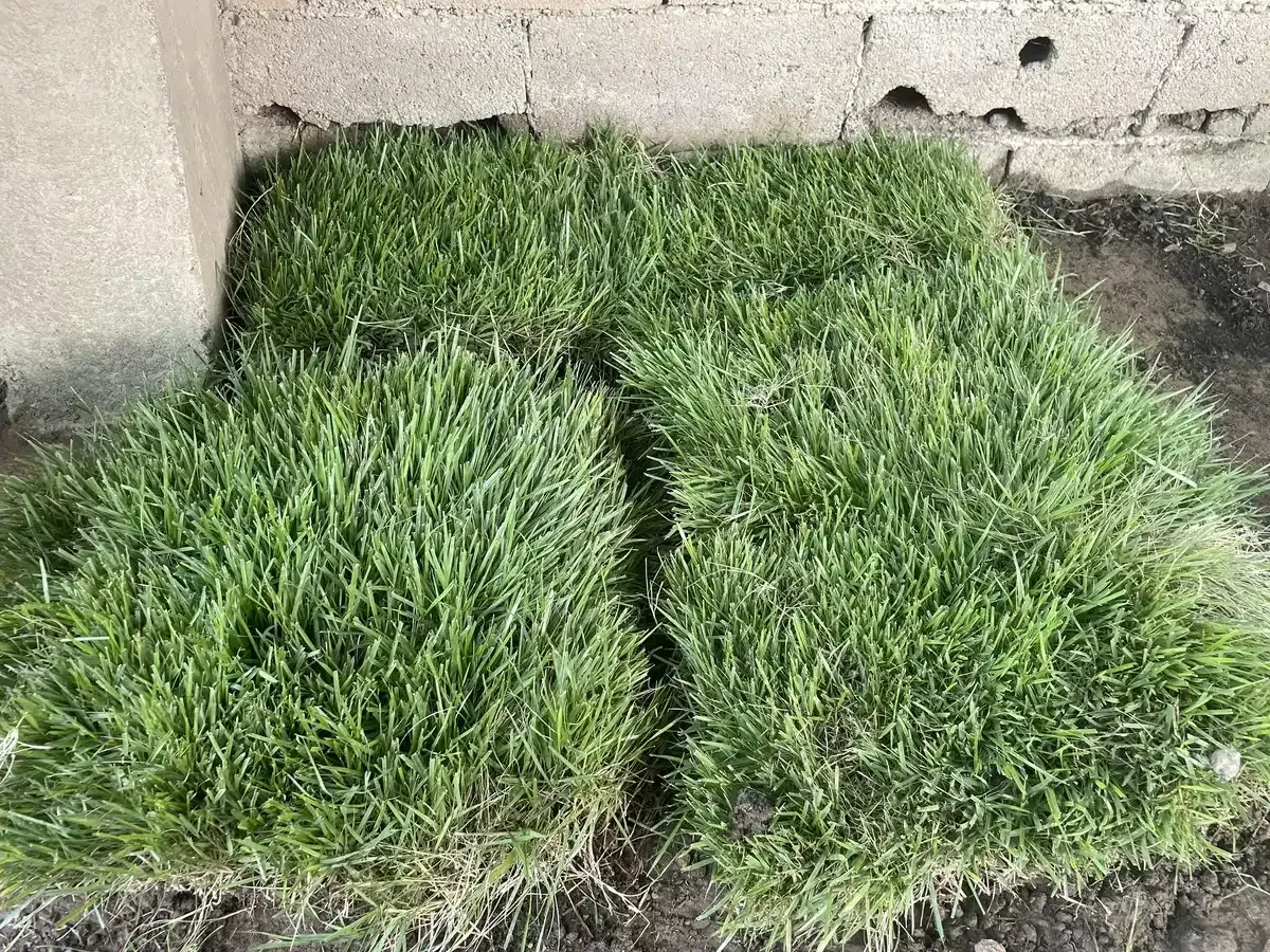 Dos trozos de hierba están uno al lado del otro en el suelo.