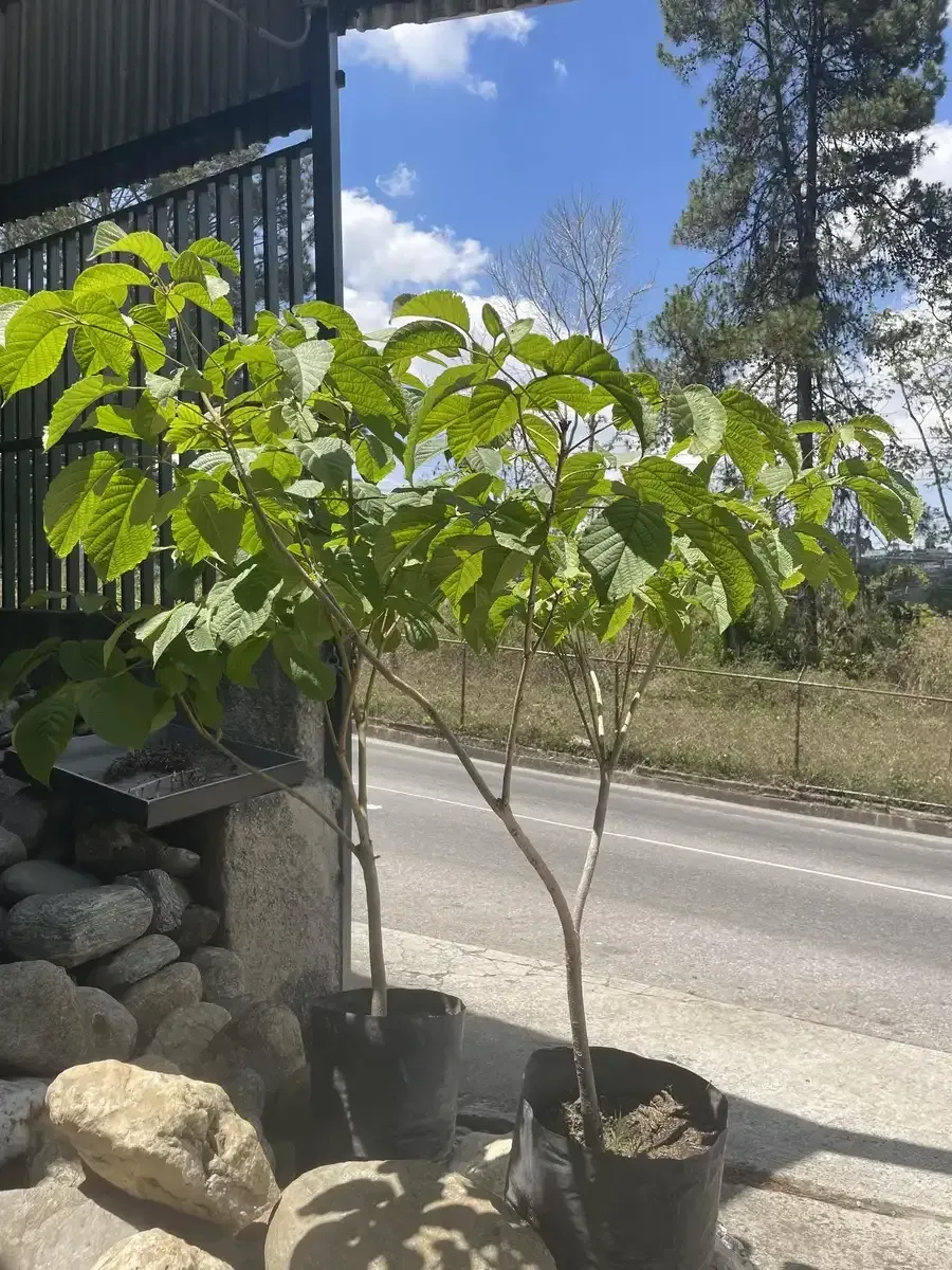 Un árbol en una maceta está sentado al lado de una carretera.