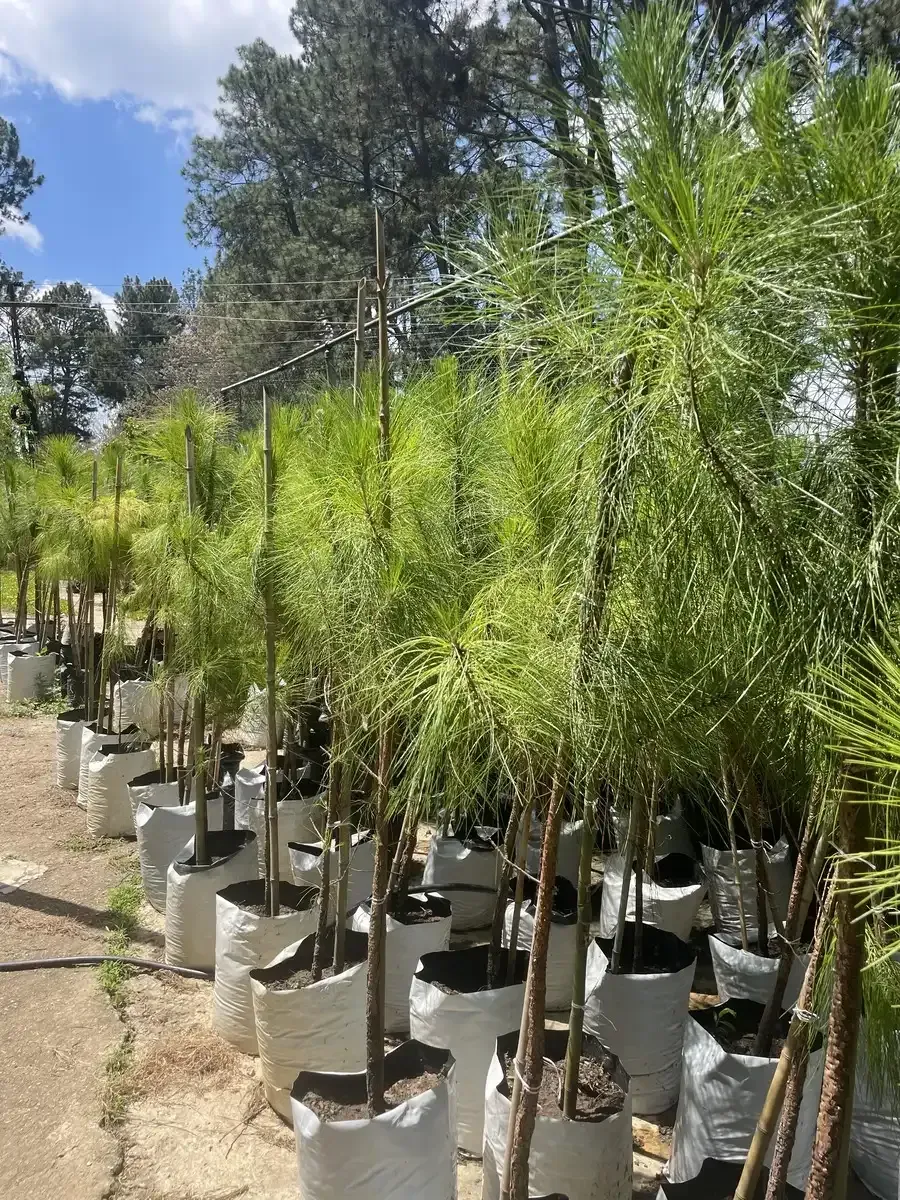 Una hilera de árboles en bolsas blancas en un jardín.