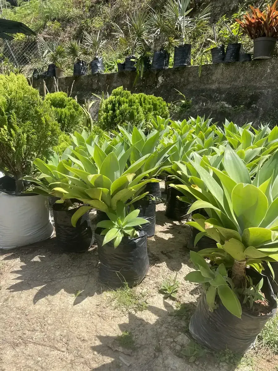 Un montón de plantas en macetas están sentadas en el suelo en un jardín.