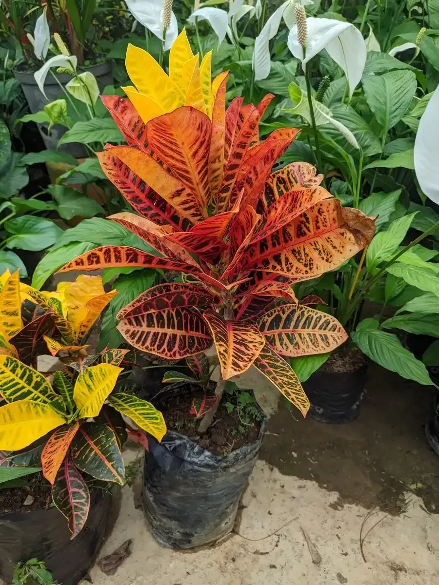 Una planta en maceta con hojas rojas, amarillas y naranjas está rodeada de otras plantas en macetas.