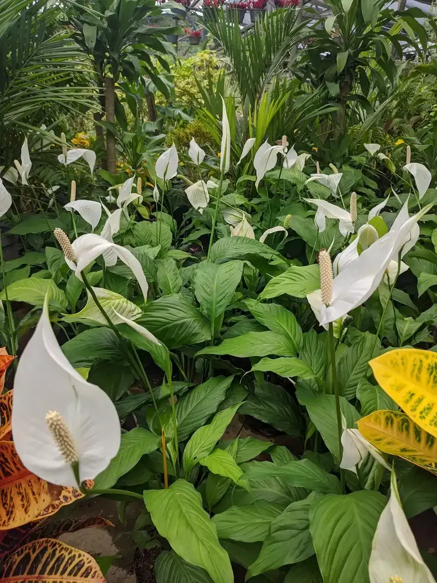 Un ramo de flores blancas crece en un jardín.