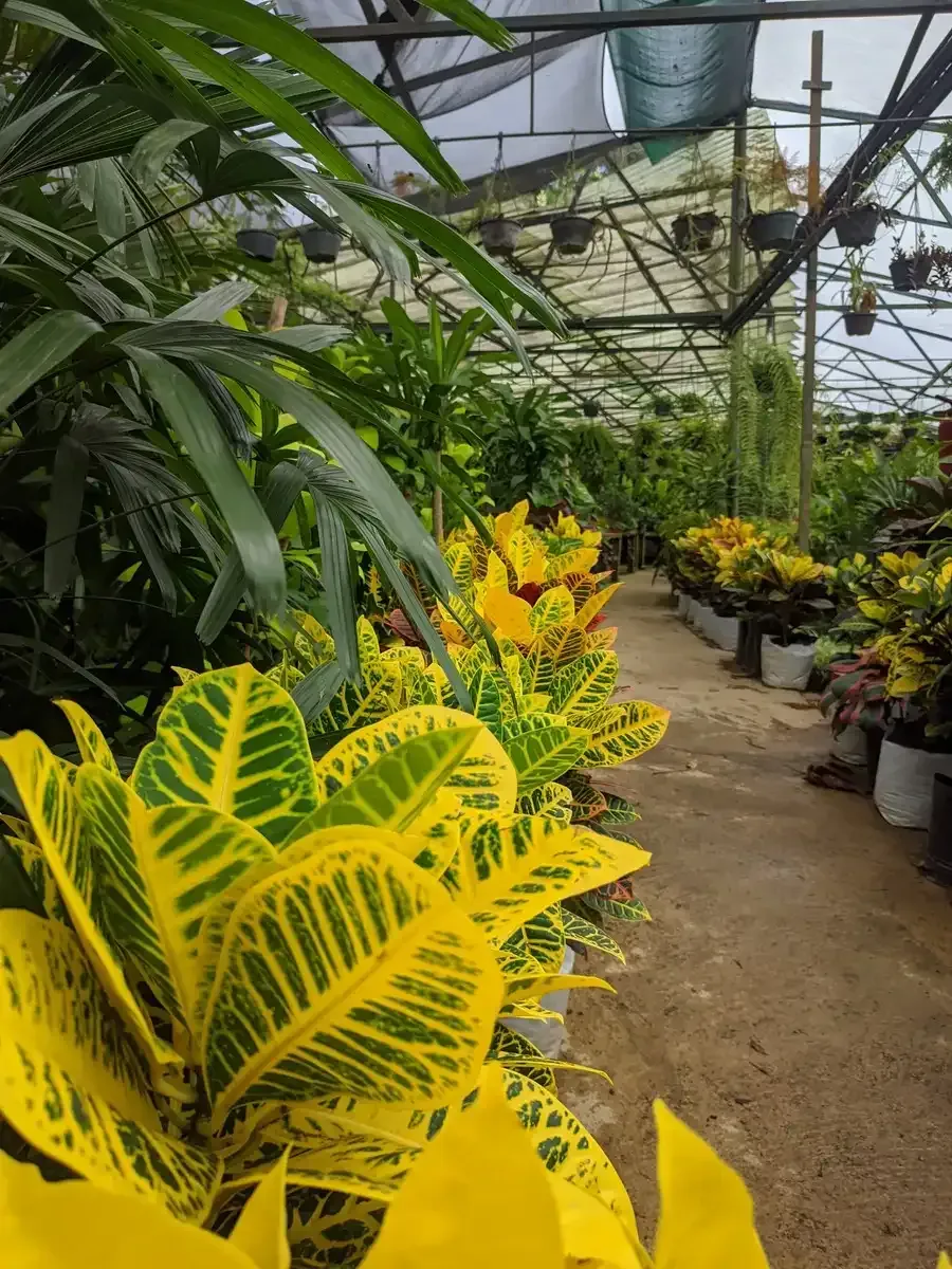 Un invernadero lleno de muchas plantas y flores.