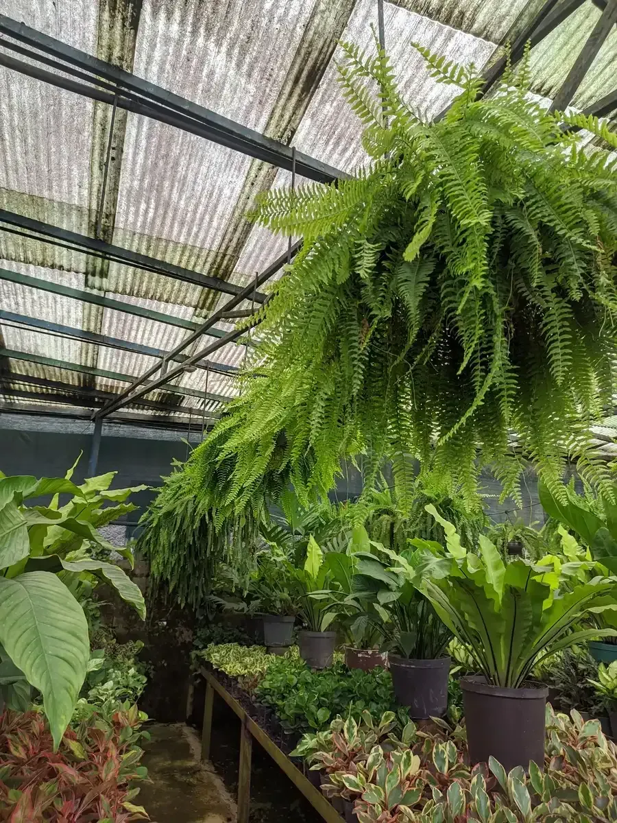 Un invernadero lleno de plantas en macetas y helechos.