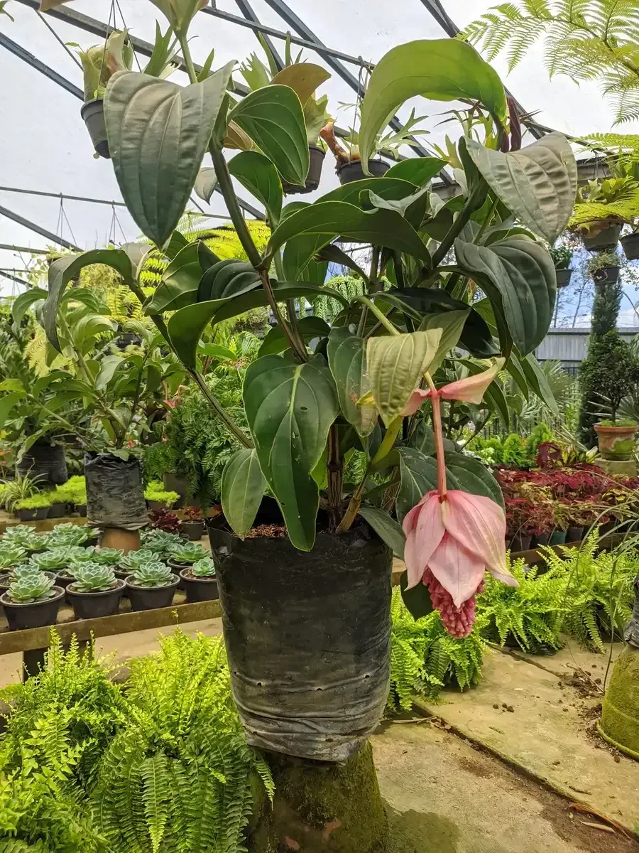 Una planta en maceta con flores rosas en un invernadero.