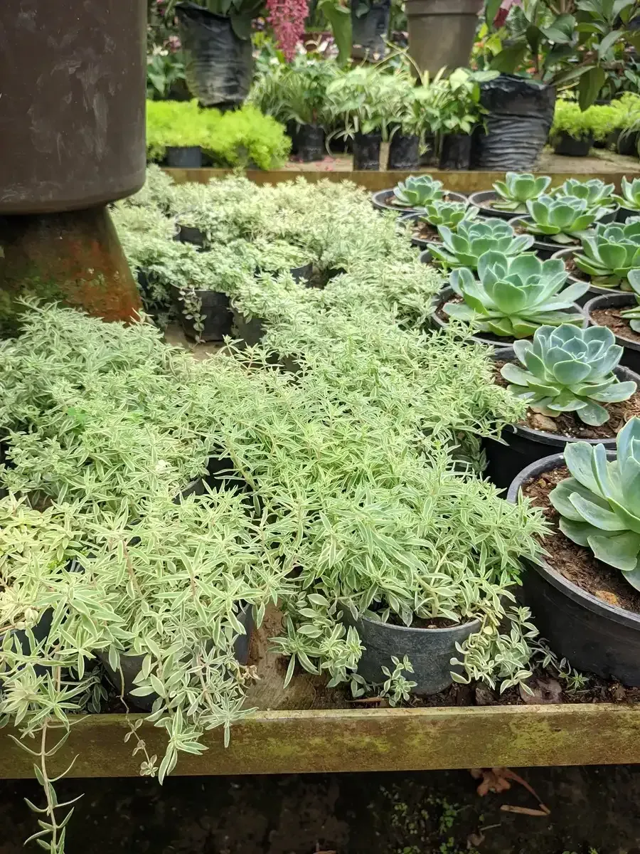 Un montón de plantas en macetas están colocadas en un estante de madera.