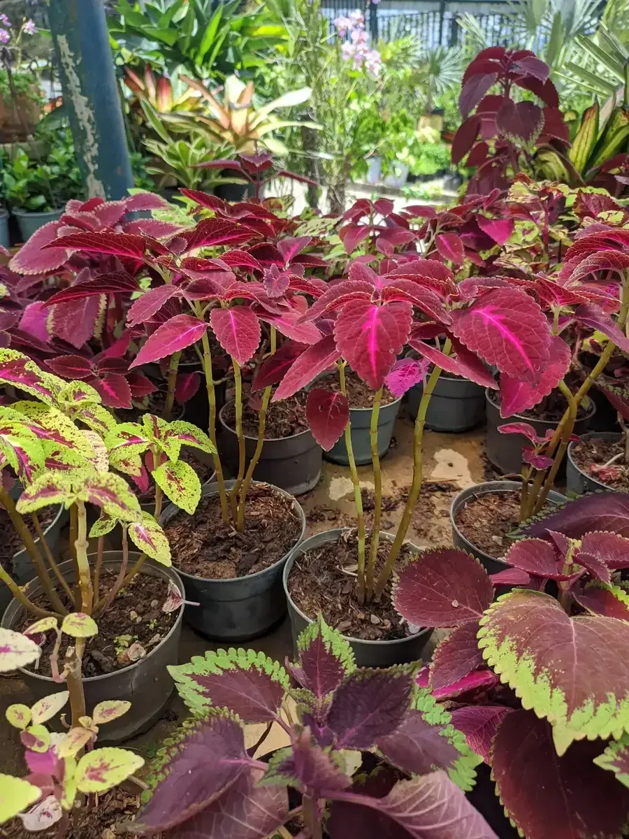 Un montón de plantas en macetas están sobre una mesa.