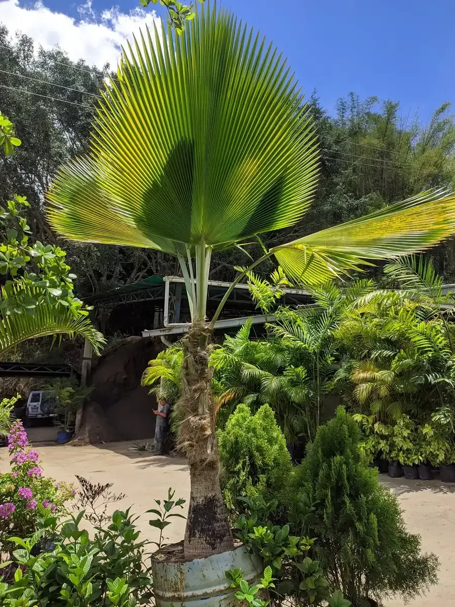 Una gran palmera está sentada en una maceta en un jardín.