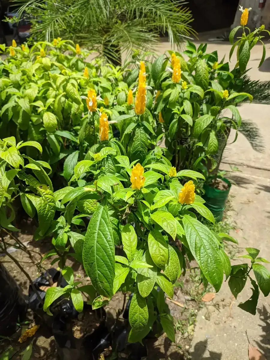 Un ramo de flores amarillas crece en un jardín.