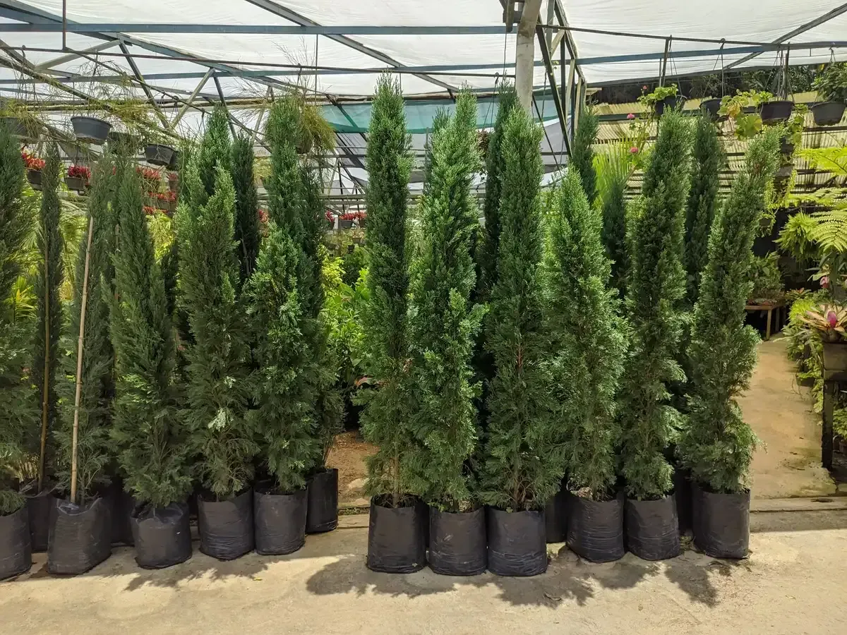 Un invernadero lleno de muchos árboles en macetas negras.