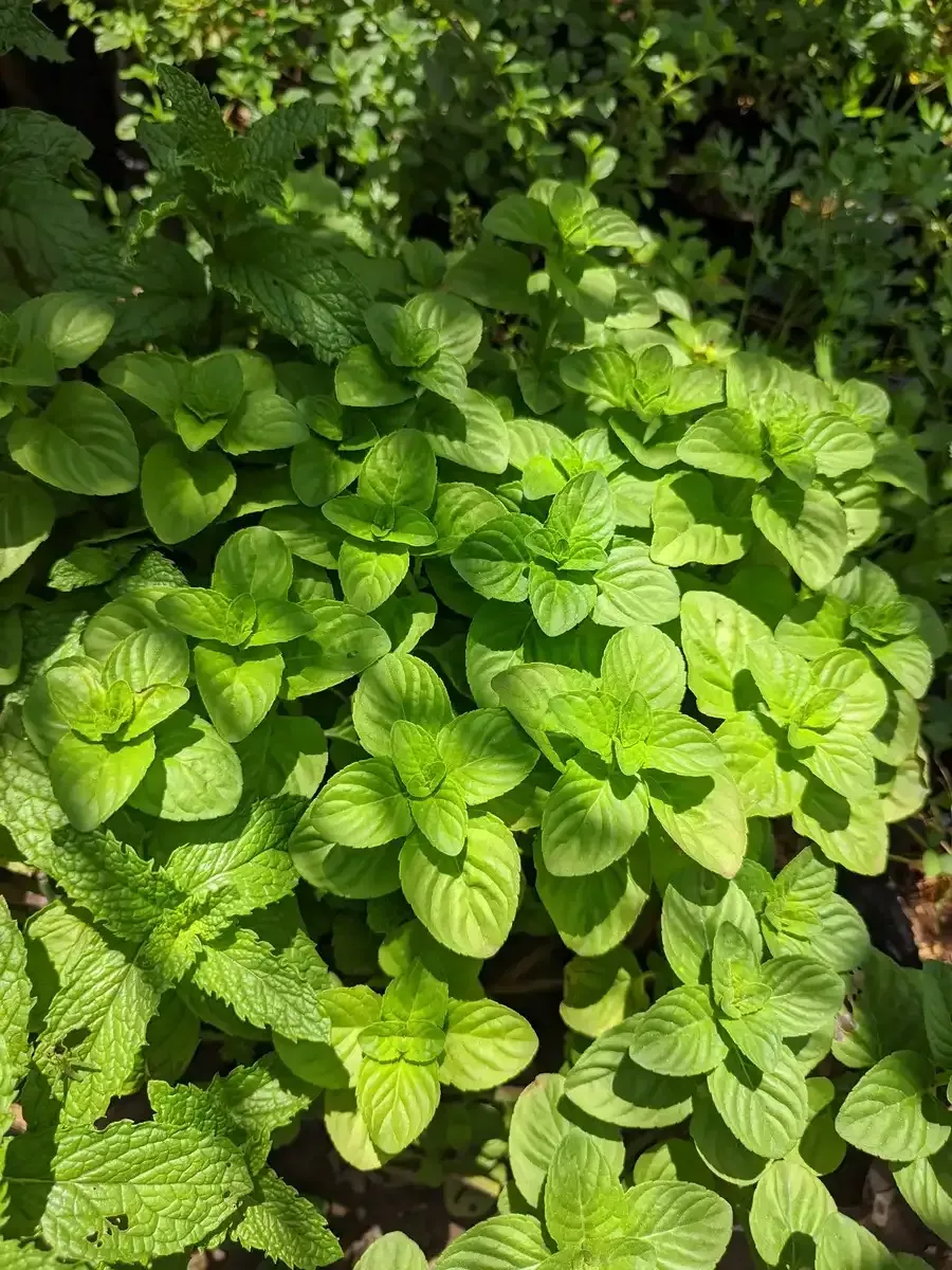 Un montón de plantas de menta están creciendo en un jardín.