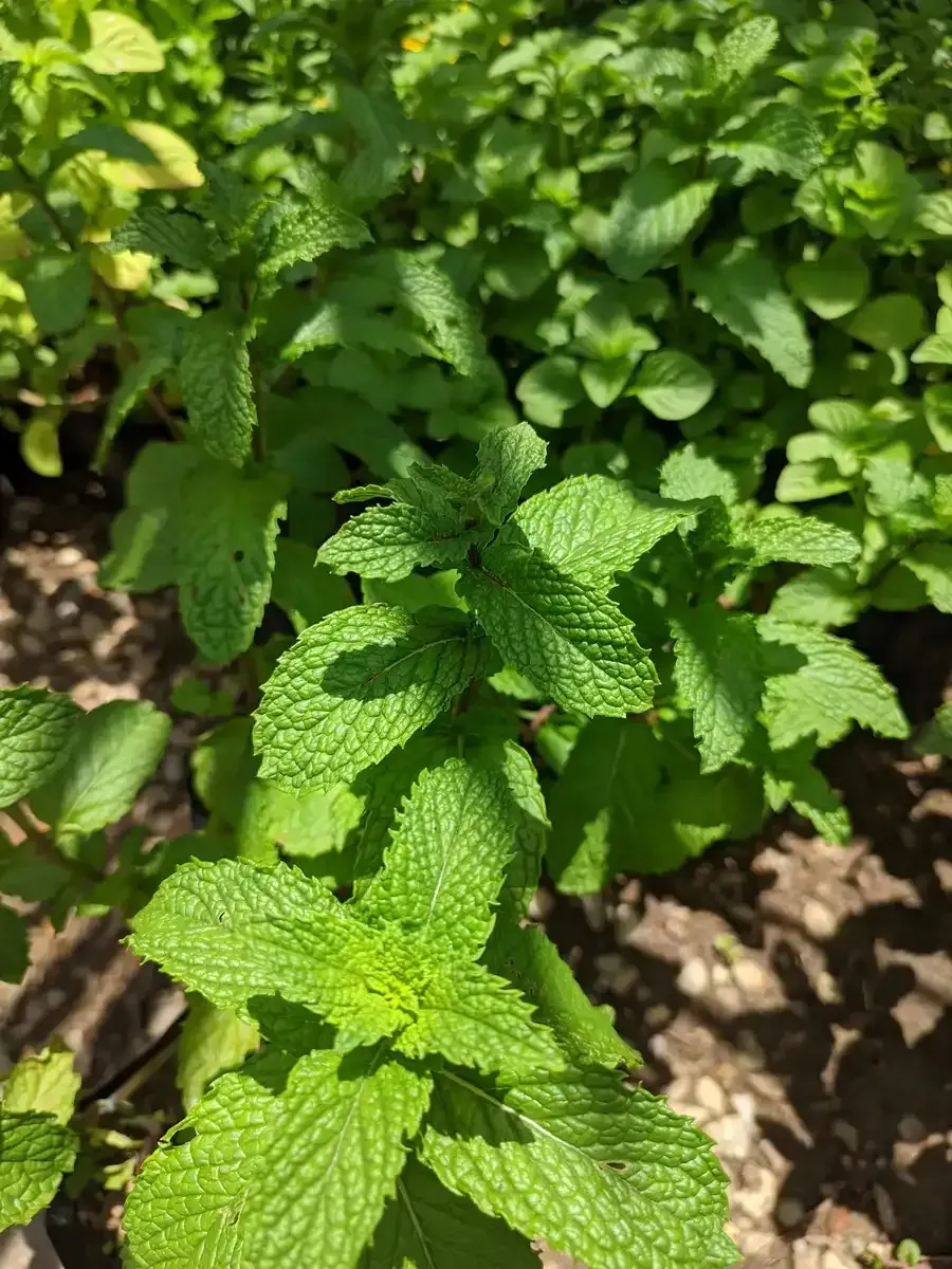 Un primer plano de una planta de menta en un jardín.