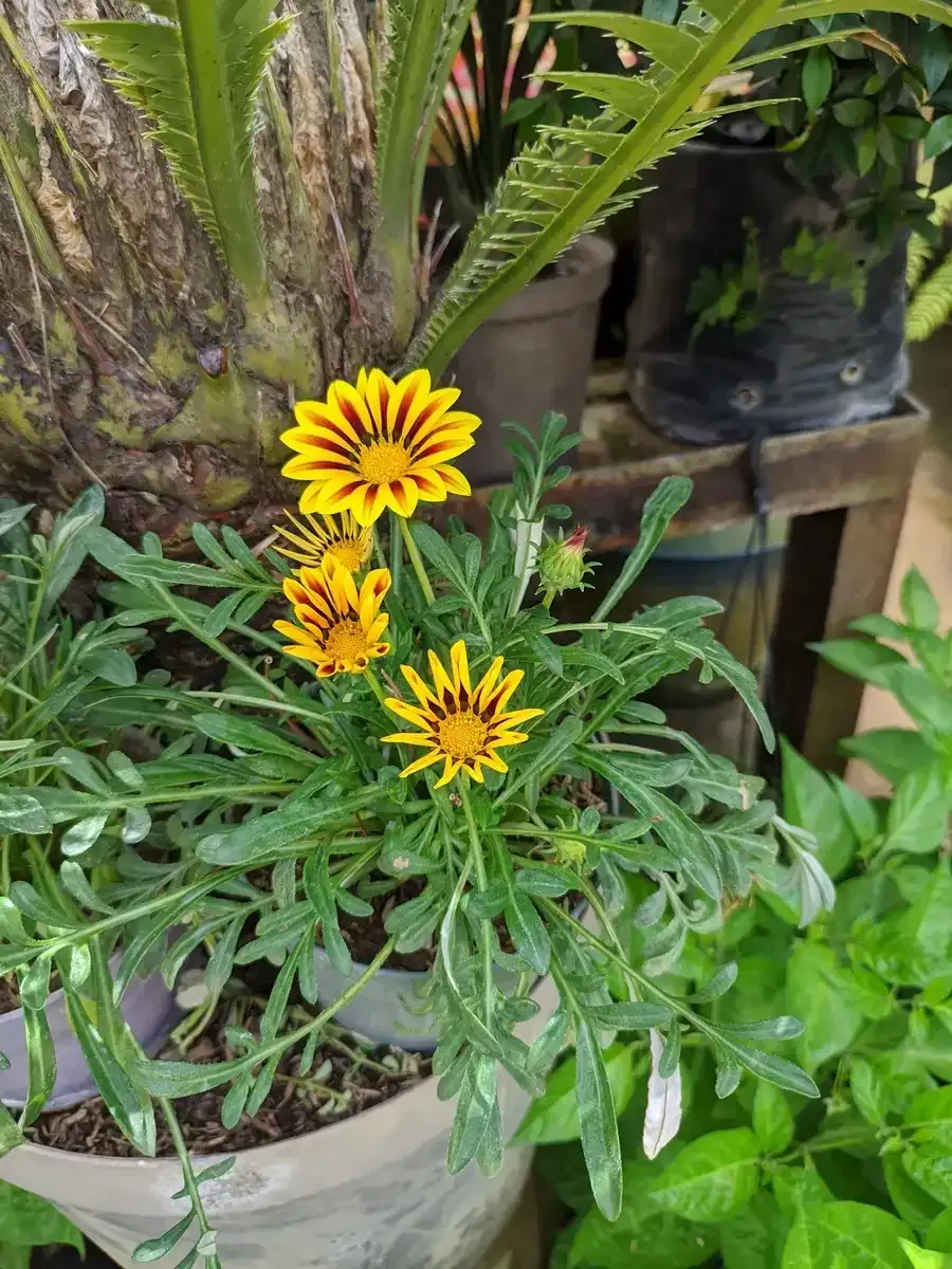 Una planta en maceta con flores amarillas y hojas verdes.