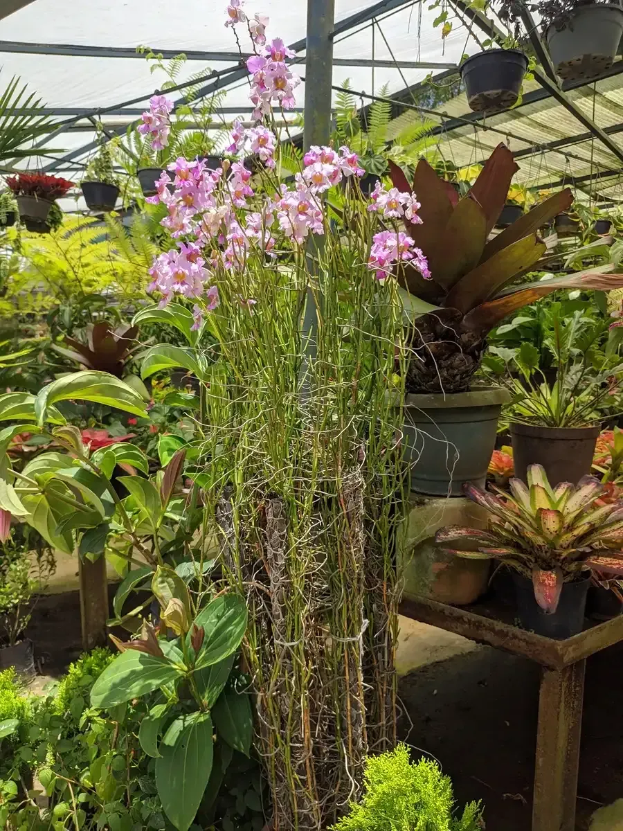 Un invernadero lleno de plantas y flores en macetas.