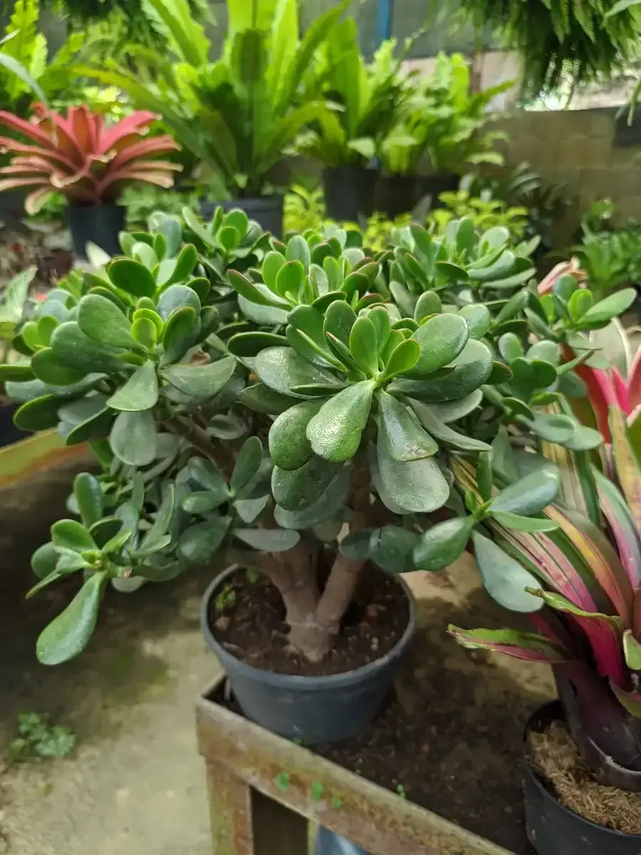 Una planta en maceta está colocada encima de una mesa de madera rodeada de otras plantas en macetas.