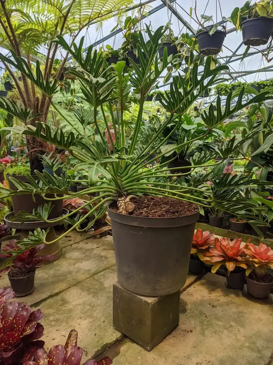 Una planta en maceta está colocada encima de un bloque de hormigón en un invernadero.