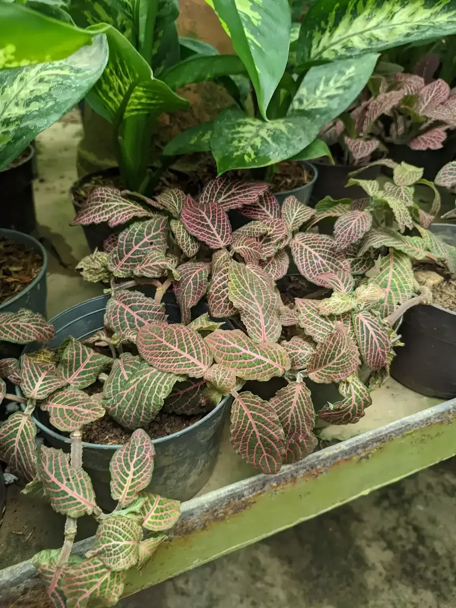 Un montón de plantas en macetas están sobre una mesa.