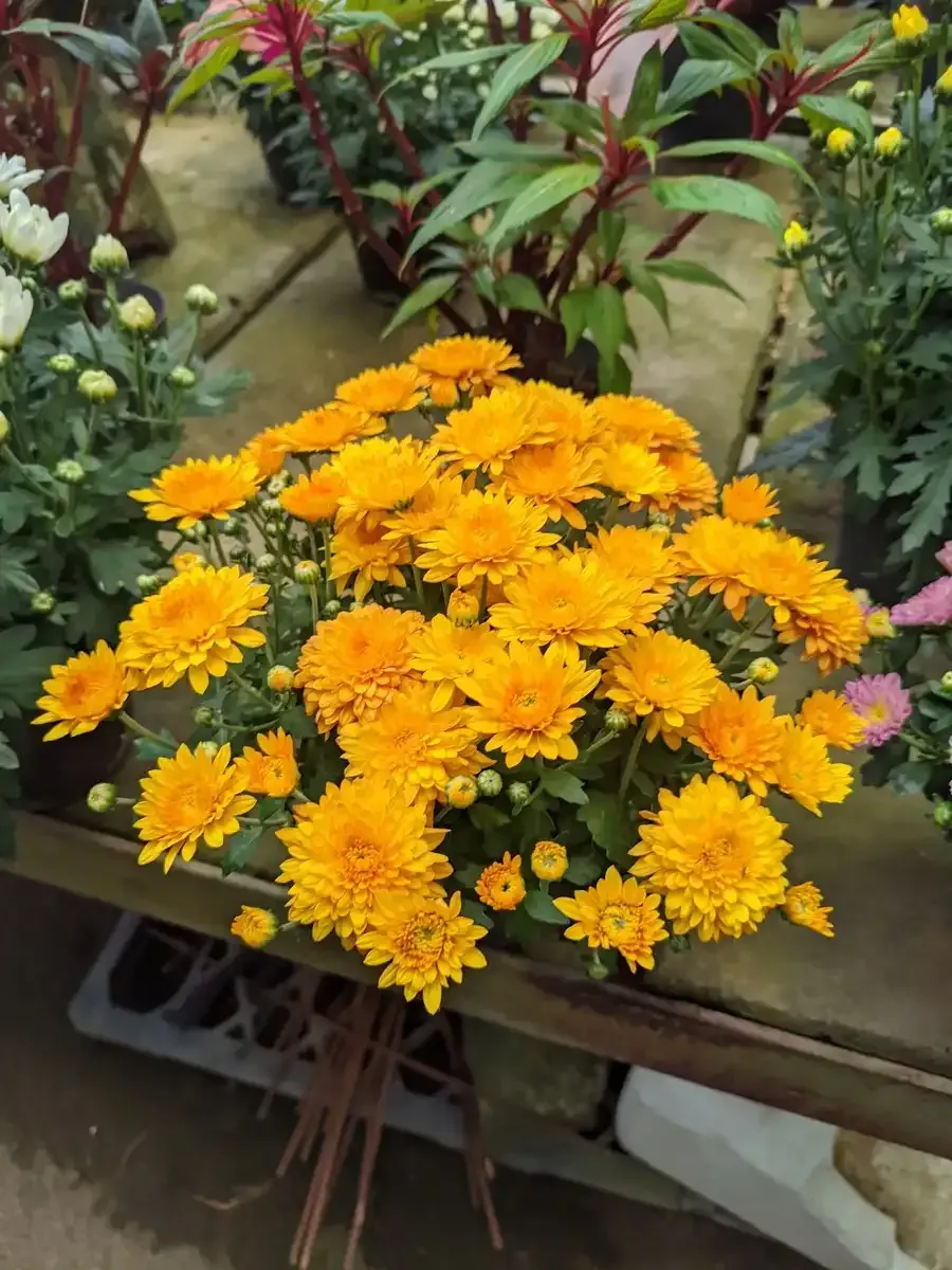 Un ramo de flores amarillas está sobre una mesa.