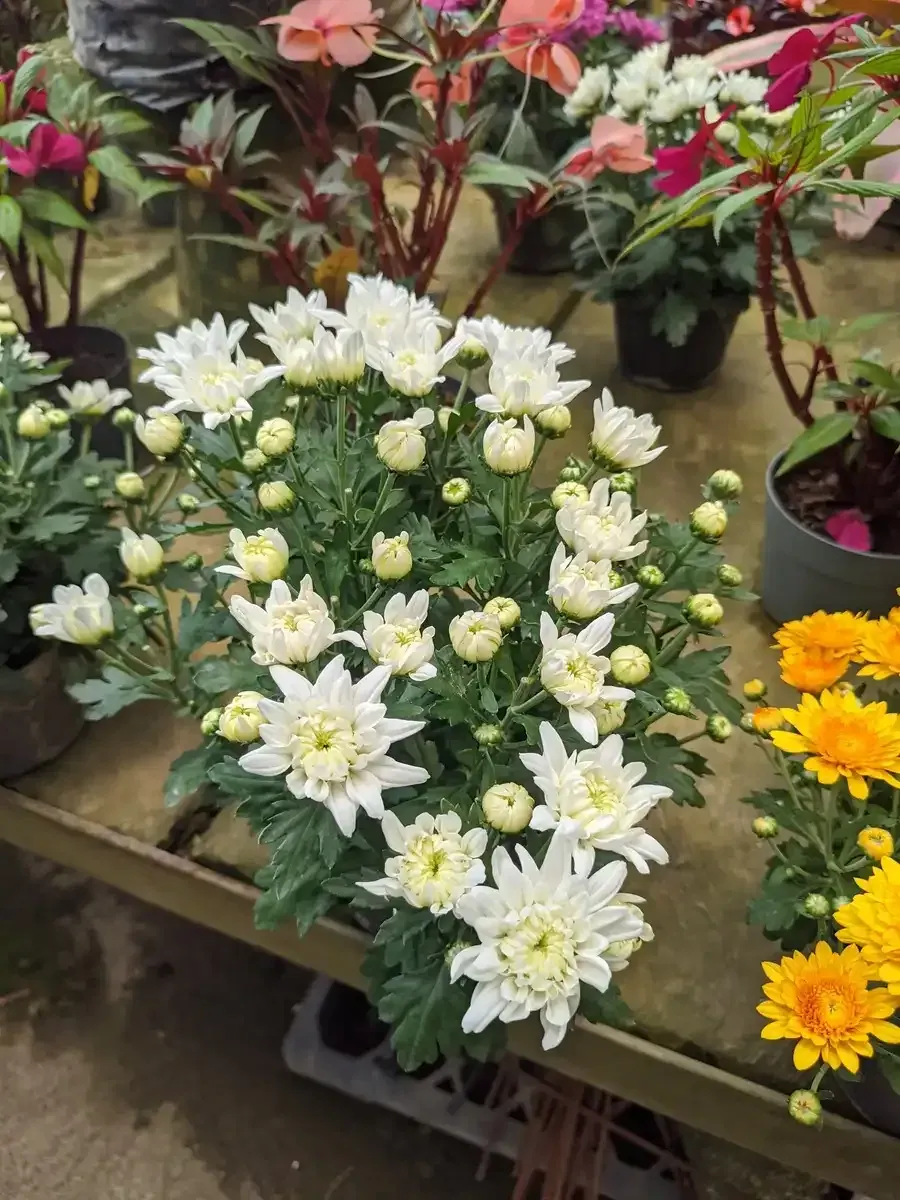 Un ramo de flores blancas está sobre una mesa.