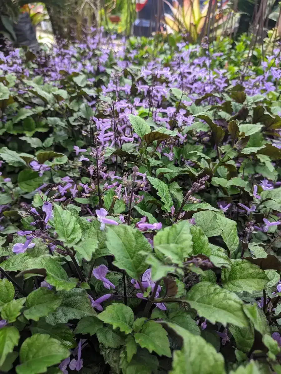 Un ramo de flores violetas rodeadas de hojas verdes en un jardín.