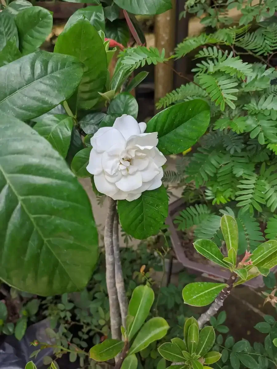 Una flor blanca está rodeada de hojas verdes en una planta.