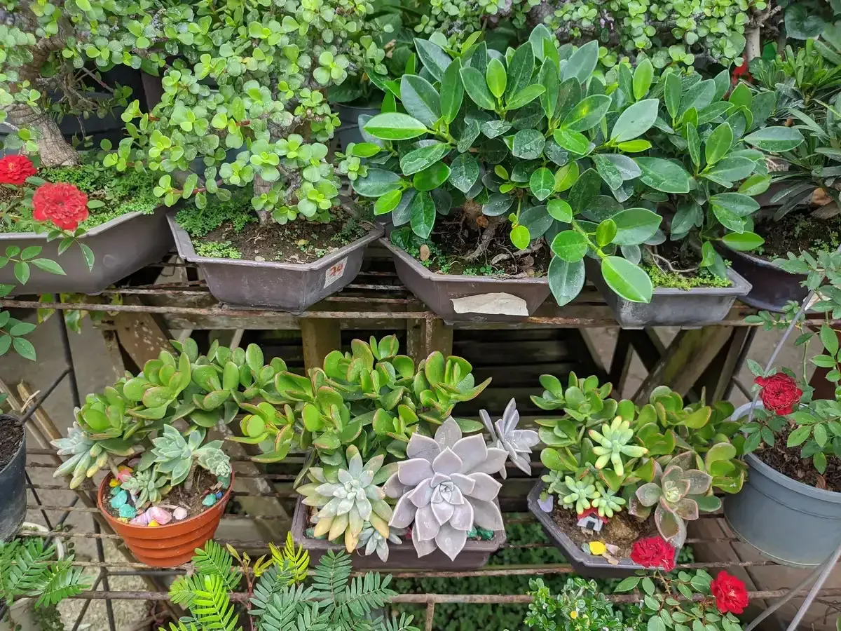 Un estante lleno de plantas en macetas y flores.