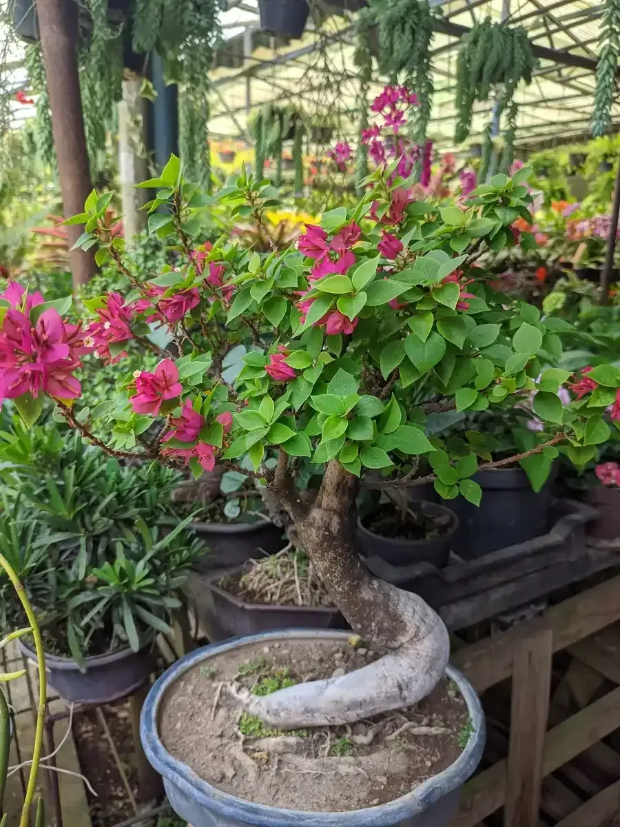 Un árbol bonsái con flores rosas en una maceta en un invernadero.