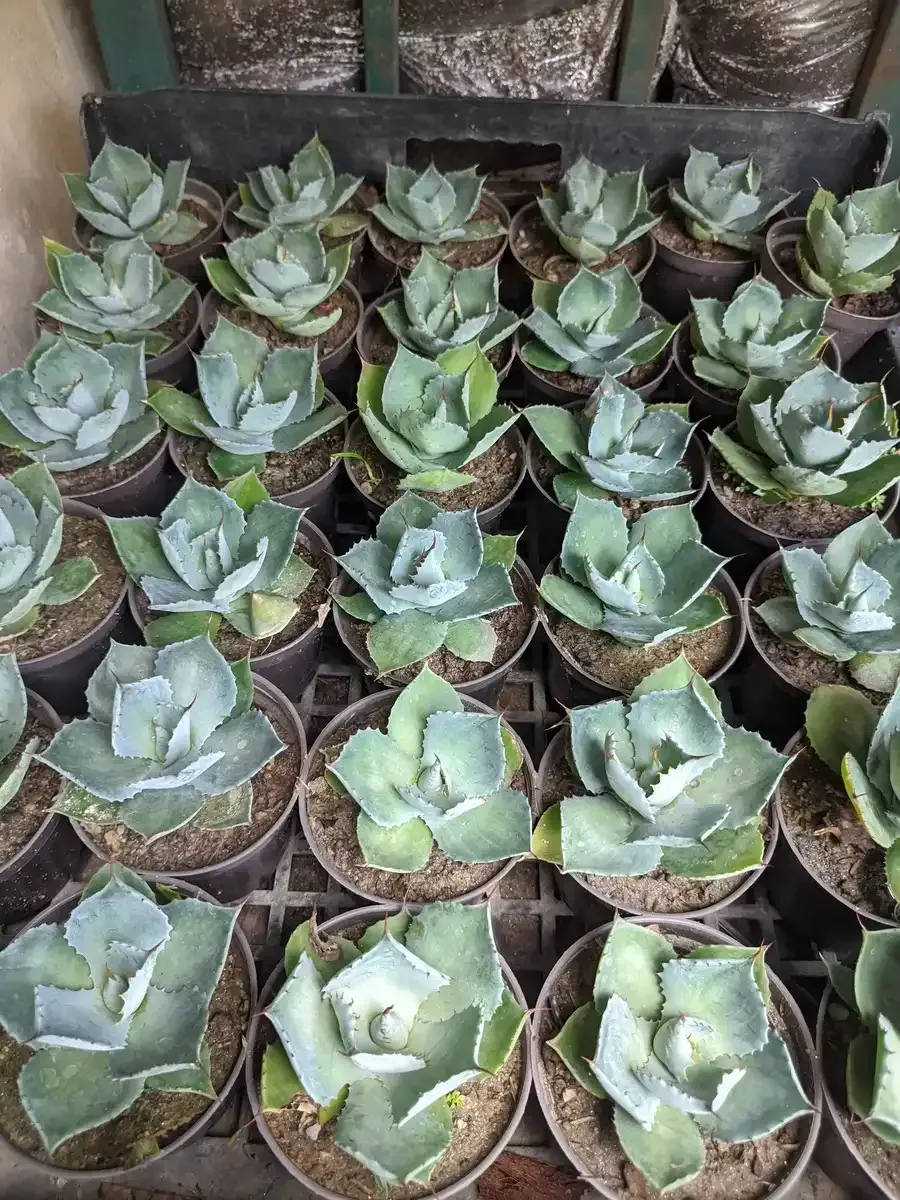 Un montón de plantas en macetas están colocadas una encima de otra en un estante.