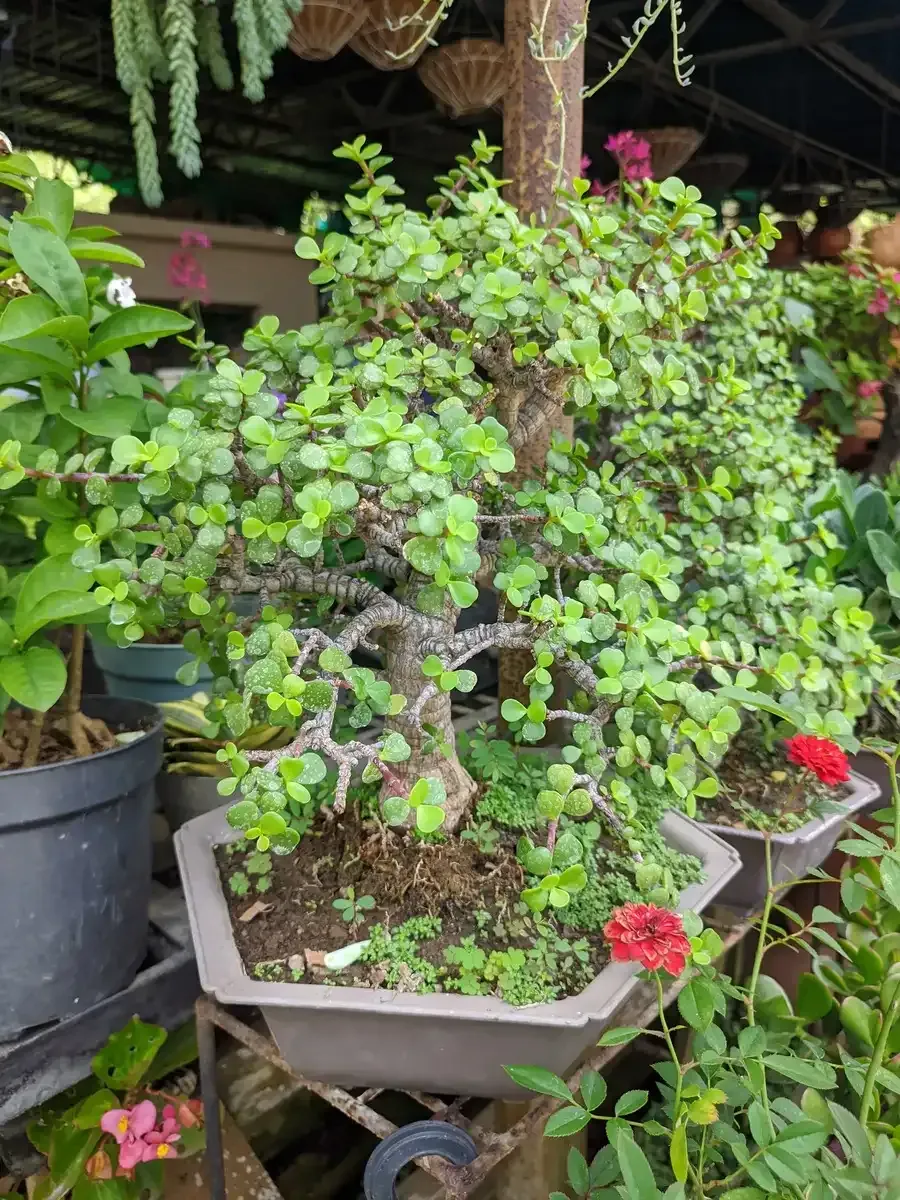 Un árbol bonsái en una maceta con flores rojas en un jardín.