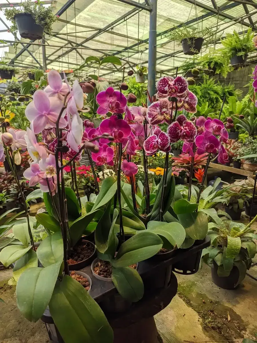 Un ramo de orquídeas moradas en macetas en un invernadero.