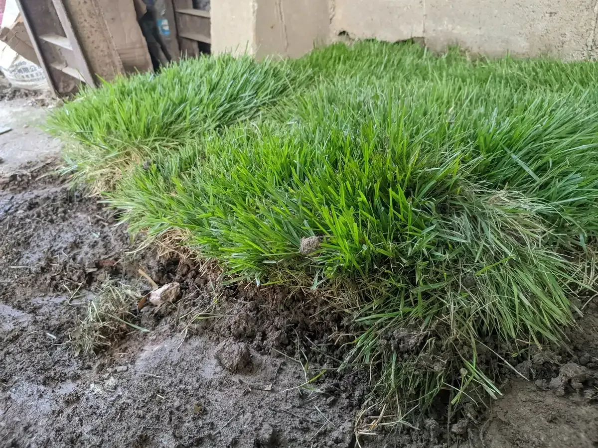 Un montón de hierba está creciendo en el suelo al lado de un edificio.