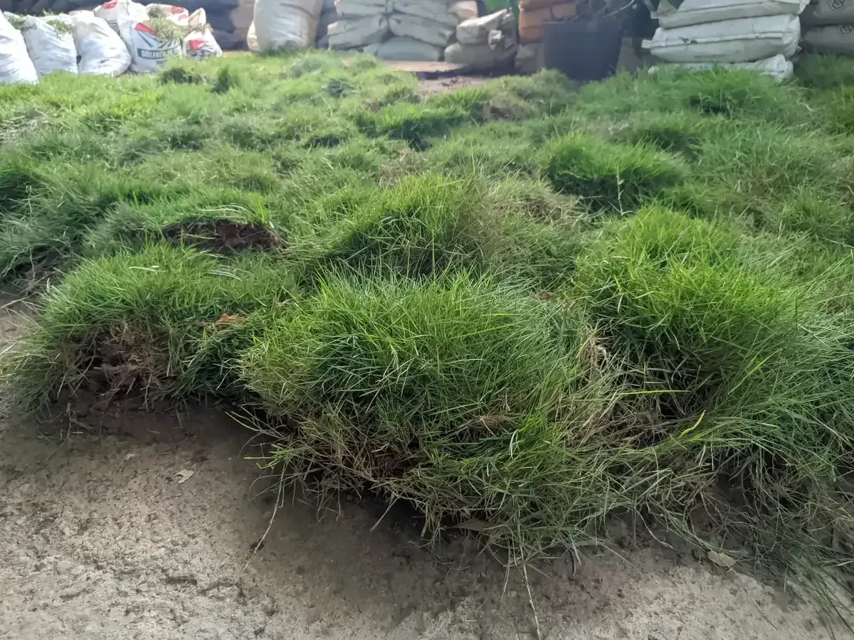 Un montón de hierba verde está en el suelo.