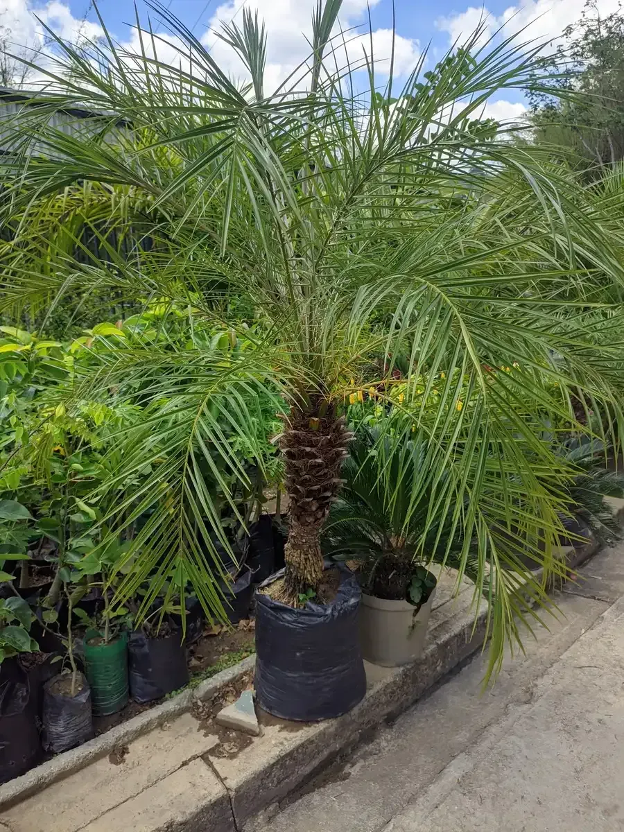 Una palmera en una maceta negra está sentada al costado de una carretera.