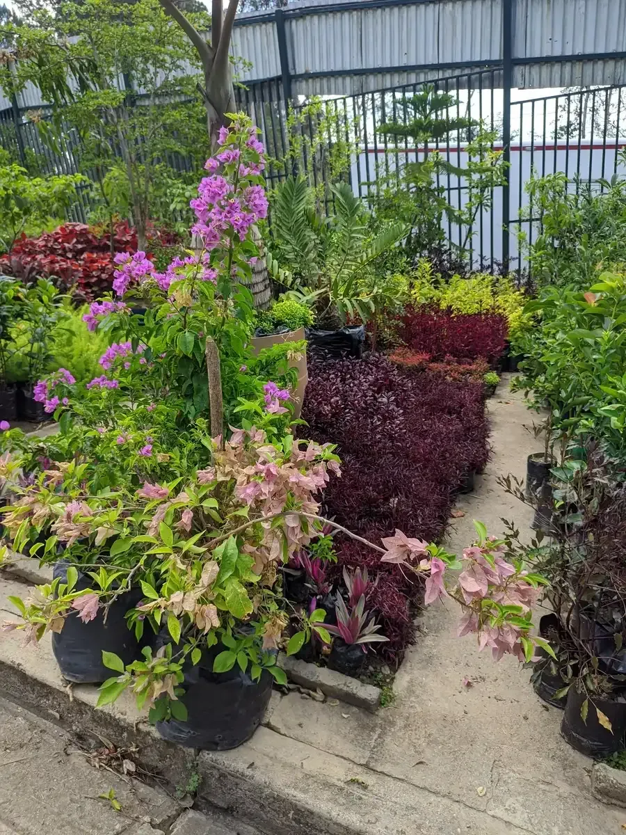Un jardín lleno de plantas y flores en macetas.