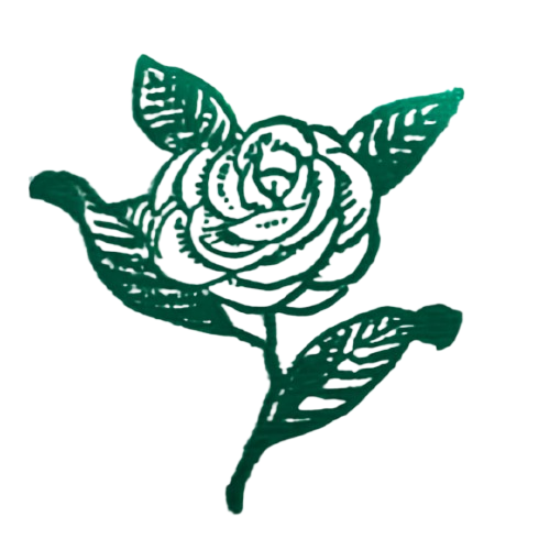 Una rosa blanca con hojas verdes sobre un fondo blanco.