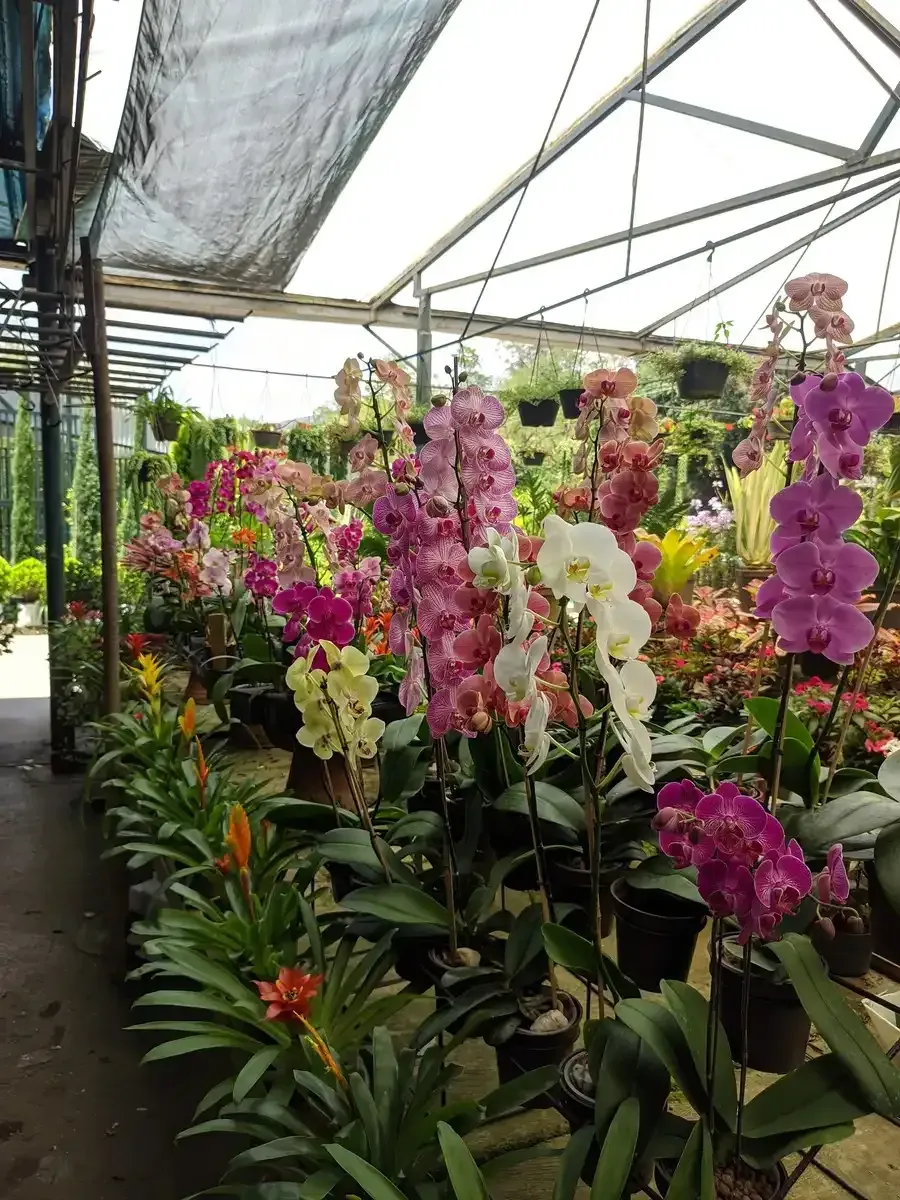 Un invernadero lleno de muchos tipos diferentes de flores.